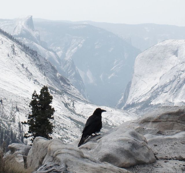 Our trip mascot, the raven, with Half Dome in the background